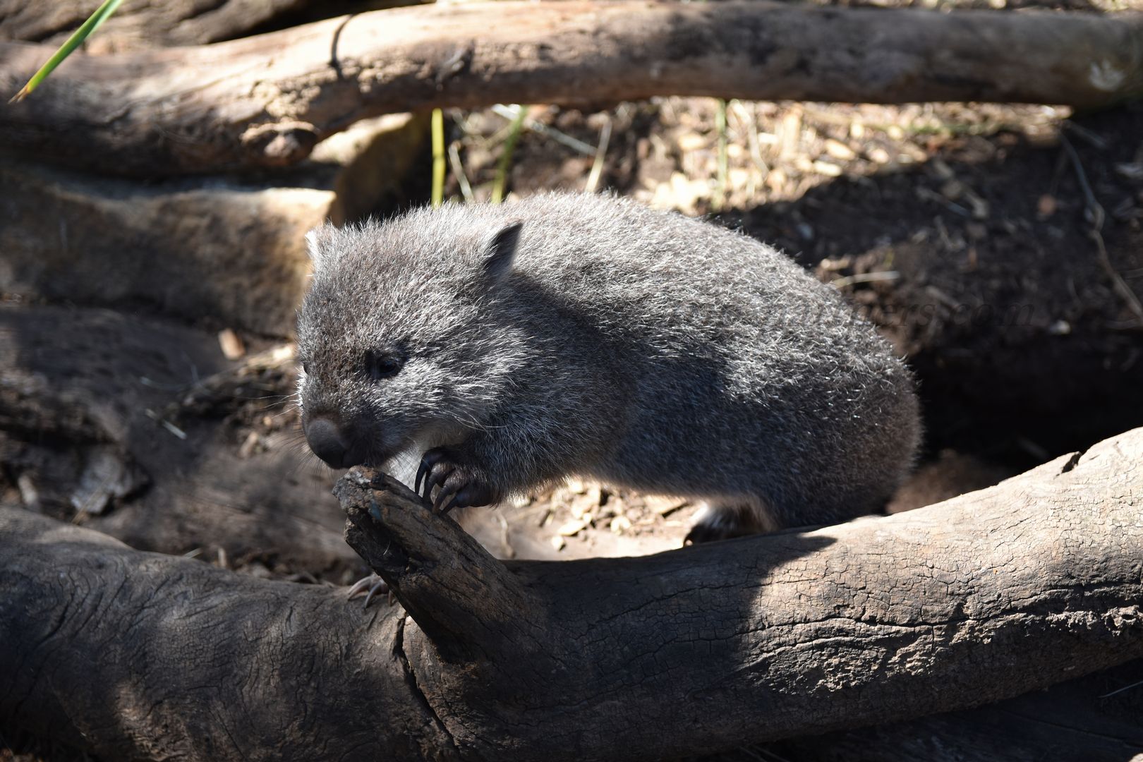 世界是觸摸可愛的動物 袋熊 Bonorongu野生動物保護區 部分 備忘錄的愛情之旅