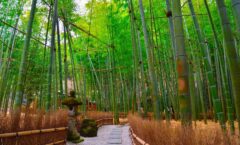 I definitely want to go when I visit Kamakura! "Bamboo Garden" in Hokokuji, which won three stars in the Michelin Guide