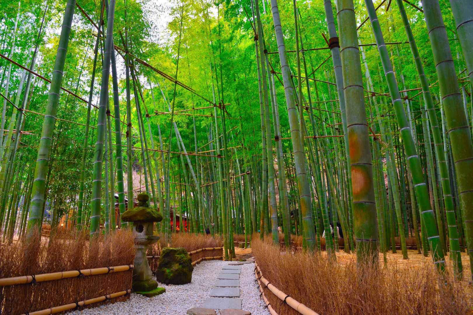 Temple Bamboo